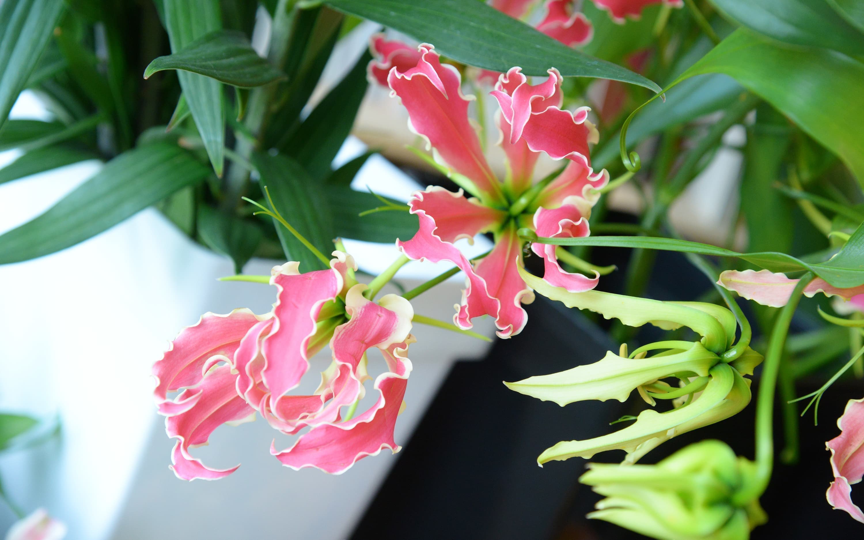 レッスンの持ち越しができる草月流いけばな教室です。